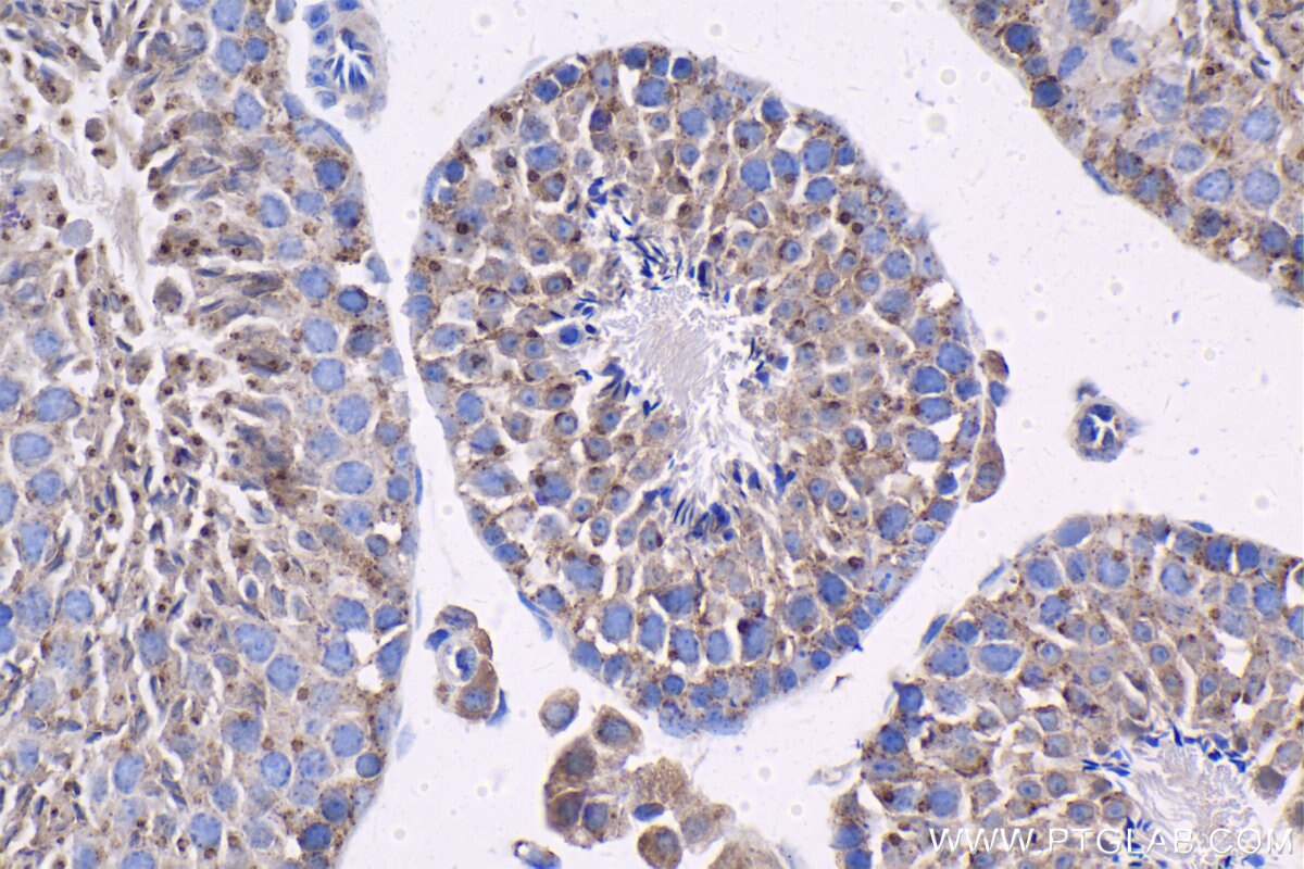 Immunohistochemistry (IHC) staining of mouse testis tissue using LMAN2 Polyclonal antibody (11496-1-AP)