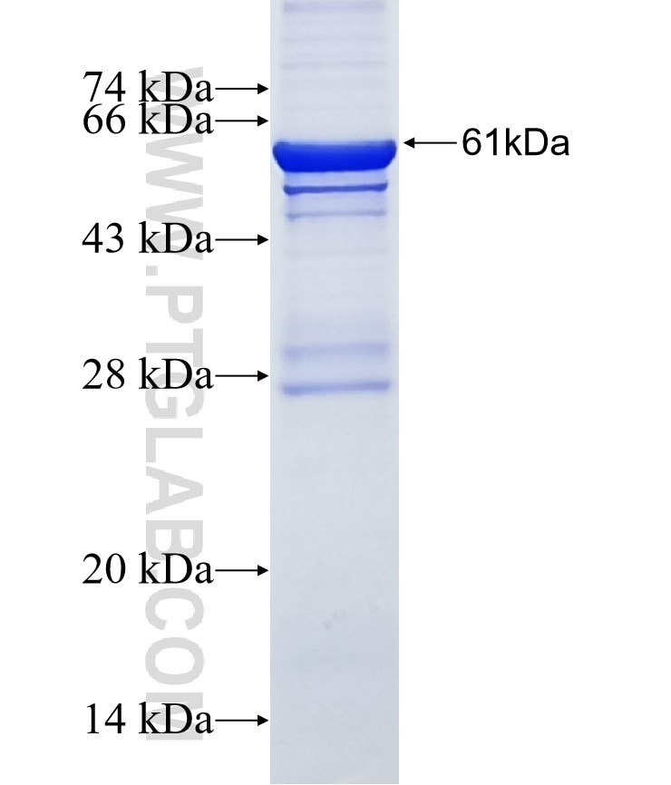 LMAN2 fusion protein Ag1966 SDS-PAGE