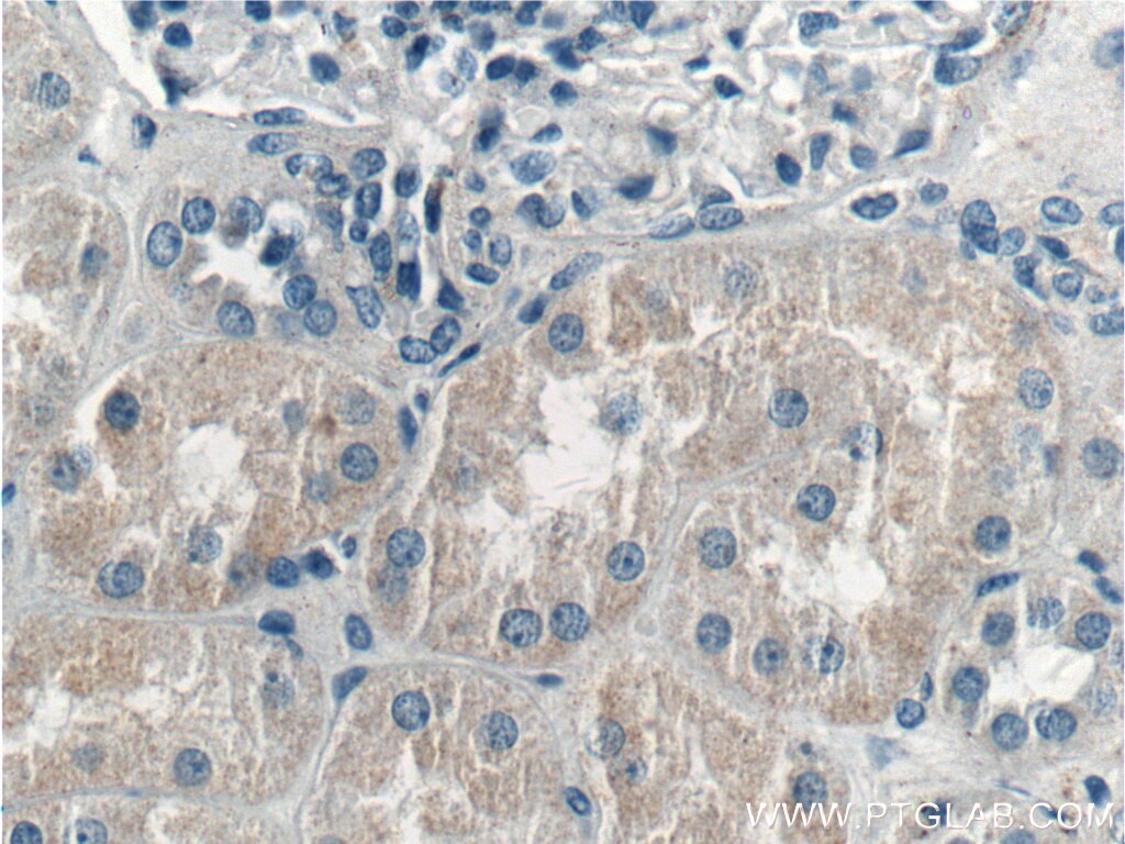 Immunohistochemistry (IHC) staining of human kidney tissue using LMAN2L Polyclonal antibody (17877-1-AP)