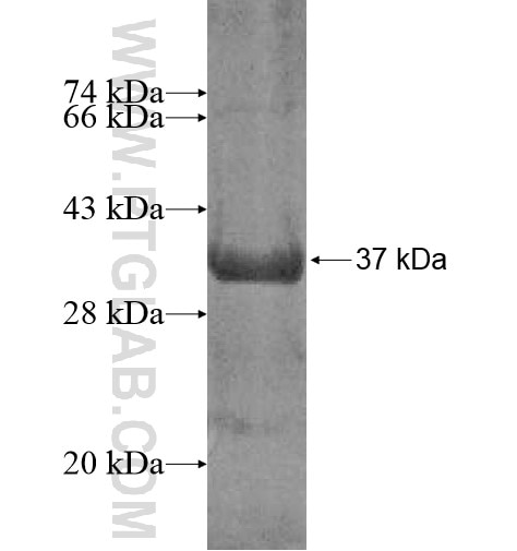 LMAN2L fusion protein Ag11737 SDS-PAGE