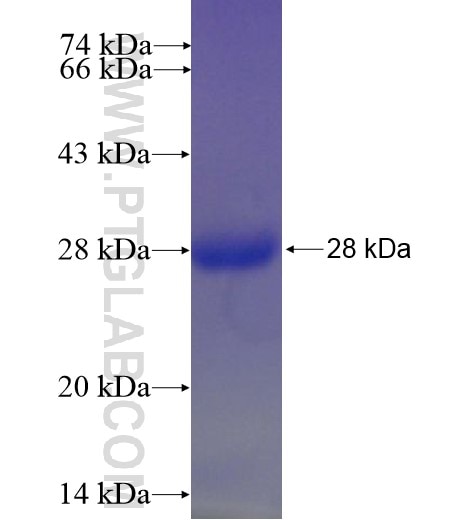 LMBR1 fusion protein Ag4396 SDS-PAGE