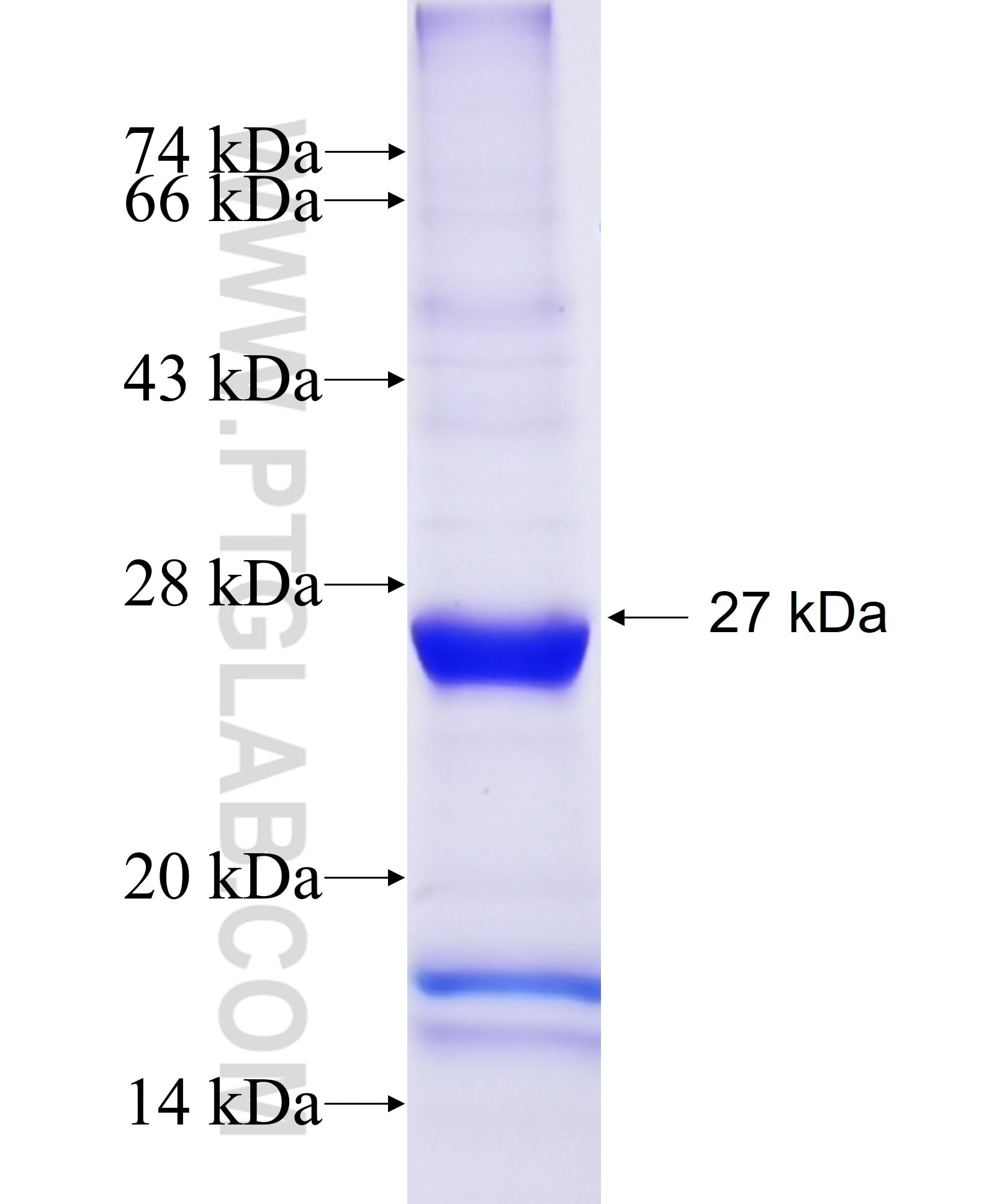 LMBR1 fusion protein Ag4396 SDS-PAGE