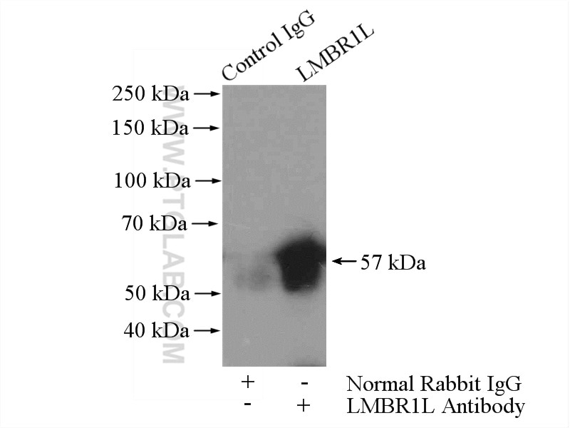 Immunoprecipitation (IP) experiment of HepG2 cells using LMBR1L Polyclonal antibody (12154-1-AP)