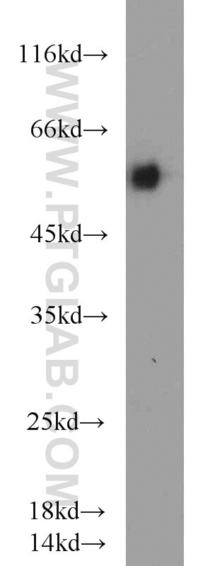 Western Blot (WB) analysis of HepG2 cells using LMBR1L Polyclonal antibody (12154-1-AP)