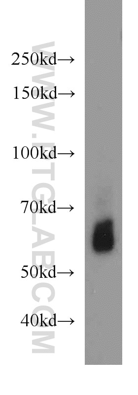 Western Blot (WB) analysis of mouse liver tissue using LMBR1L Polyclonal antibody (12154-1-AP)