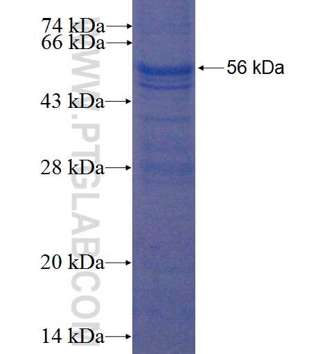 LMBR1L fusion protein Ag2787 SDS-PAGE