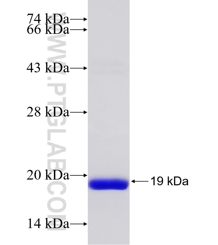 LMBRD1 fusion protein Ag24478 SDS-PAGE
