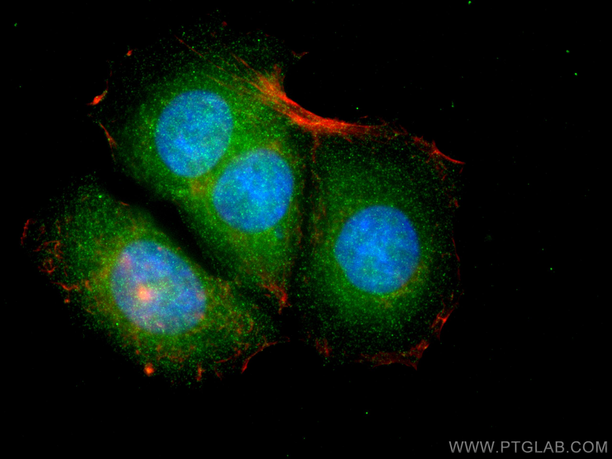 Immunofluorescence (IF) / fluorescent staining of MCF-7 cells using LMCD1 Monoclonal antibody (67834-1-Ig)