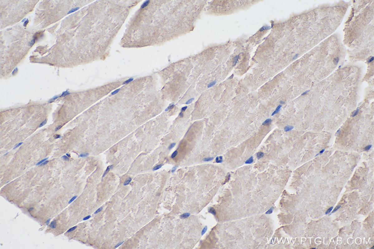 Immunohistochemistry (IHC) staining of mouse skeletal muscle tissue using LMCD1 Monoclonal antibody (67834-1-Ig)