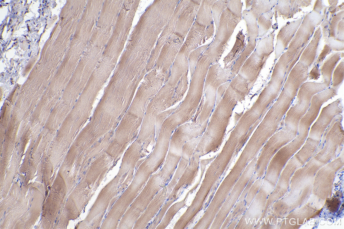 Immunohistochemistry (IHC) staining of rat skeletal muscle tissue using LMCD1 Monoclonal antibody (67834-1-Ig)