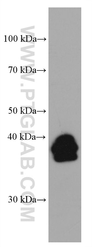 Western Blot (WB) analysis of U2OS cells using LMCD1 Monoclonal antibody (67834-1-Ig)