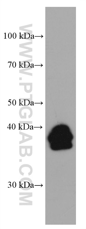 WB analysis of U2OS using 67834-1-Ig