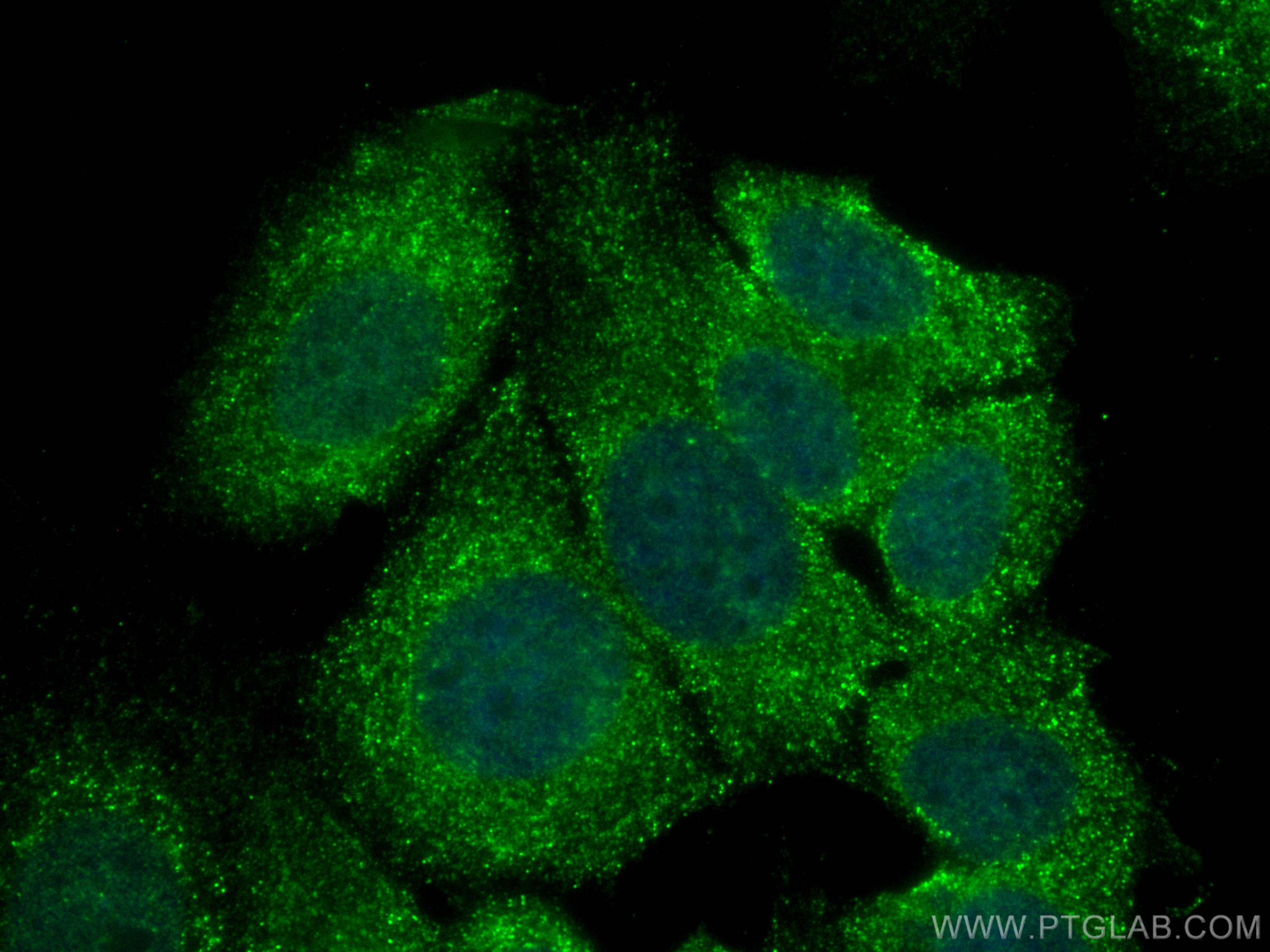 Immunofluorescence (IF) / fluorescent staining of MCF-7 cells using CoraLite® Plus 488-conjugated LMCD1 Monoclonal ant (CL488-67834)