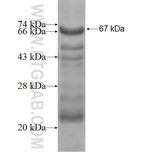 LMCD1 fusion protein Ag7068 SDS-PAGE