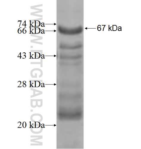 LMCD1 fusion protein Ag7068 SDS-PAGE