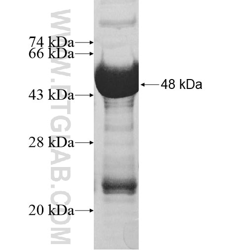 LMF1 fusion protein Ag10349 SDS-PAGE
