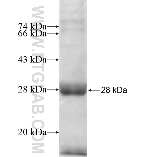 LMF1 fusion protein Ag13267 SDS-PAGE