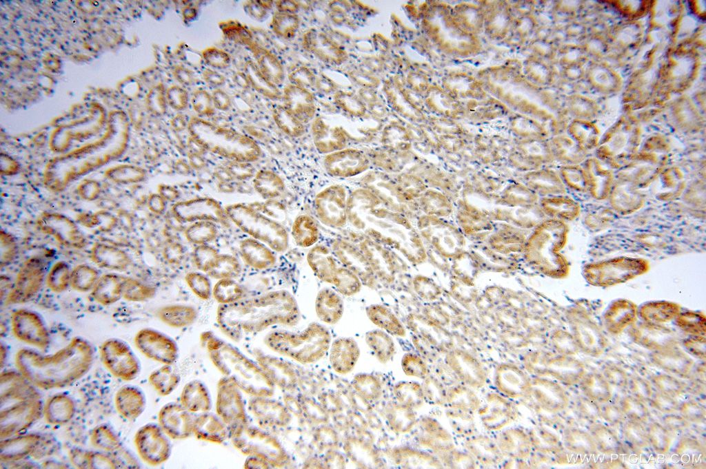 Immunohistochemistry (IHC) staining of human kidney tissue using LMF2 Polyclonal antibody (16249-1-AP)