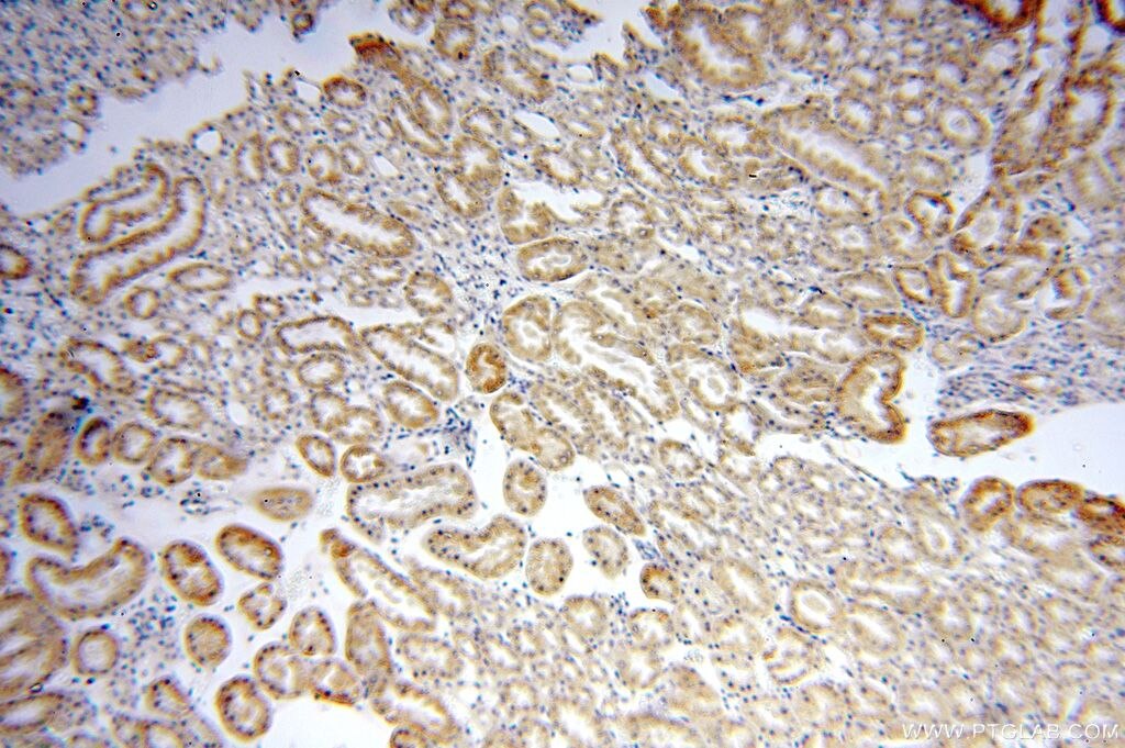 Immunohistochemistry (IHC) staining of human kidney tissue using LMF2 Polyclonal antibody (16249-1-AP)