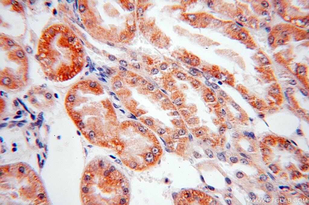 Immunohistochemistry (IHC) staining of human kidney tissue using LMF2 Polyclonal antibody (16249-1-AP)
