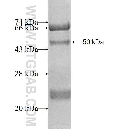 LMF2 fusion protein Ag9208 SDS-PAGE