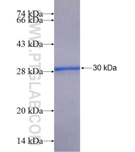 LMF2 fusion protein Ag9325 SDS-PAGE