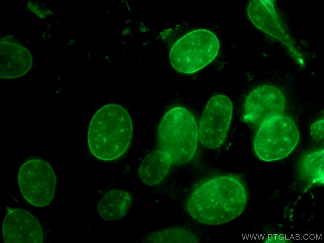Immunofluorescence (IF) / fluorescent staining of NIH/3T3 cells using Lamin B1 Polyclonal antibody (12987-1-AP)