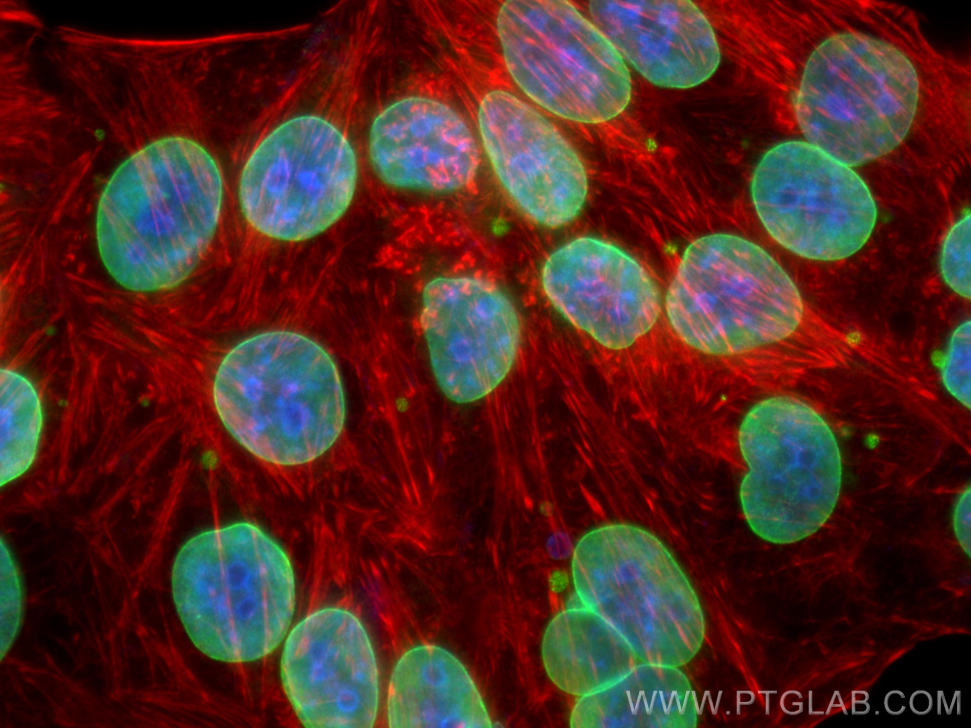 Immunofluorescence (IF) / fluorescent staining of HepG2 cells using Lamin B1 Polyclonal antibody (12987-1-AP)