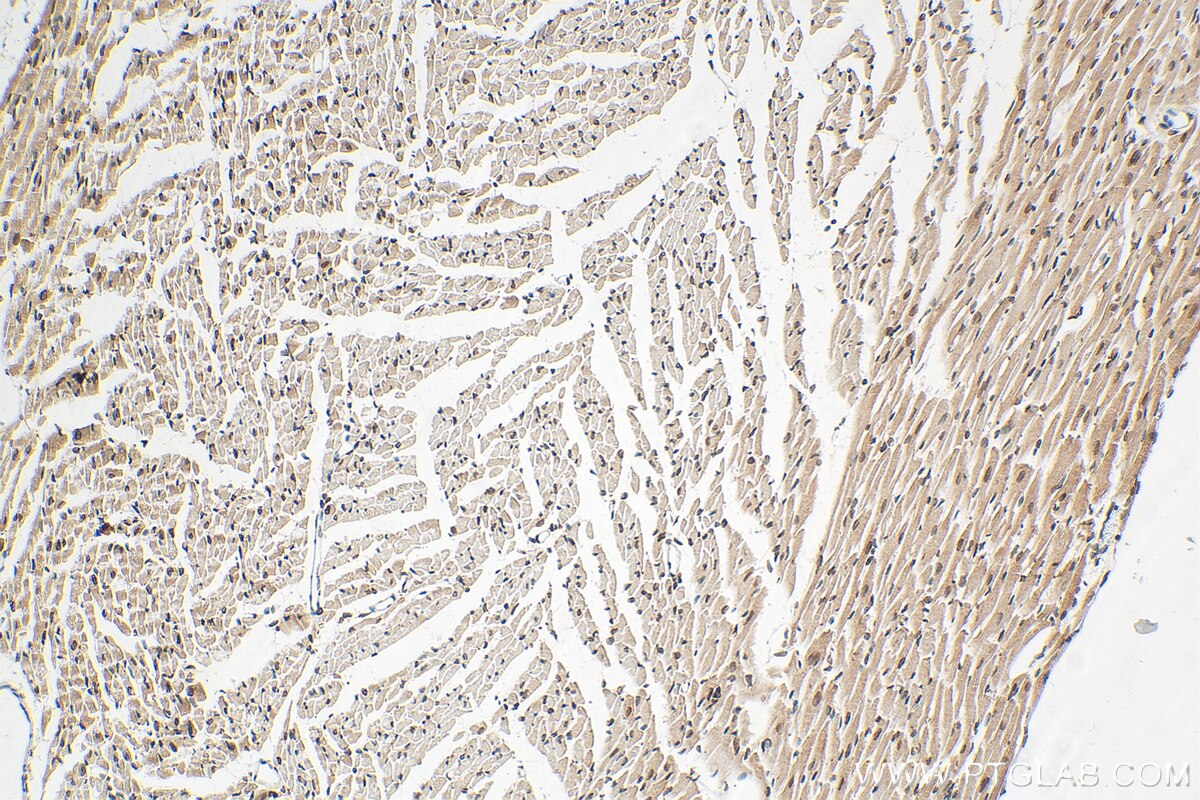 Immunohistochemistry (IHC) staining of mouse heart tissue using Lamin B1 Polyclonal antibody (12987-1-AP)