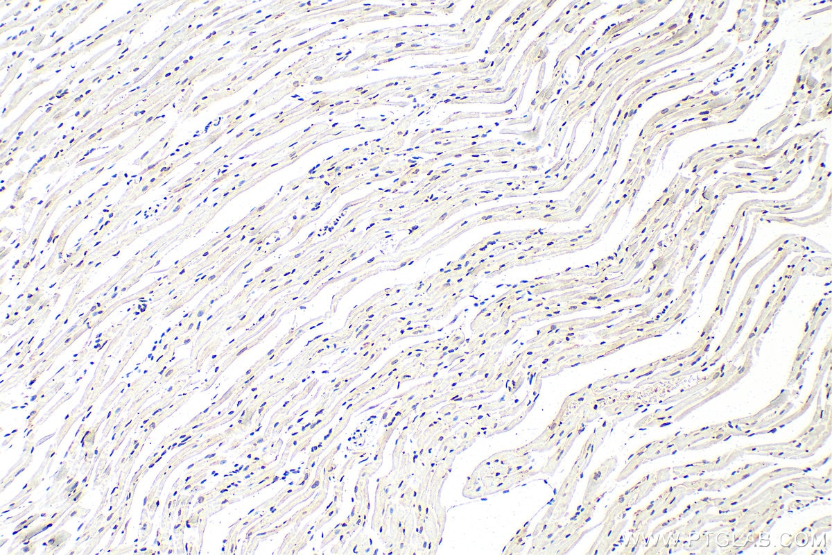 Immunohistochemistry (IHC) staining of mouse heart tissue using Lamin B1 Polyclonal antibody (12987-1-AP)