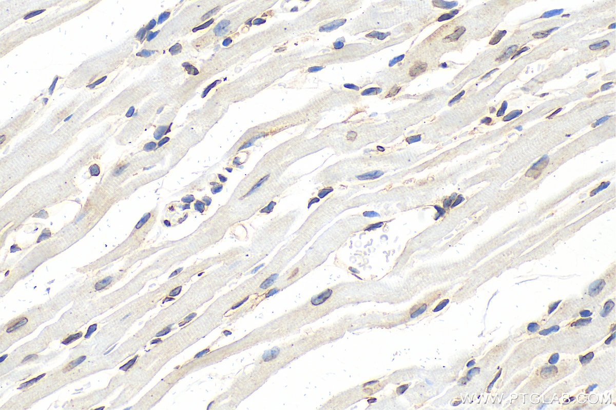 Immunohistochemistry (IHC) staining of mouse heart tissue using Lamin B1 Polyclonal antibody (12987-1-AP)