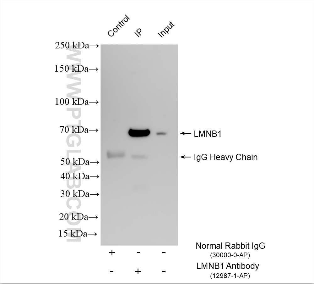 IP experiment of rat heart using 12987-1-AP Immunoprecipitation (IP) experiment of rat heart tissue using Lamin B1 Polyclonal antibody (12987-1-AP)