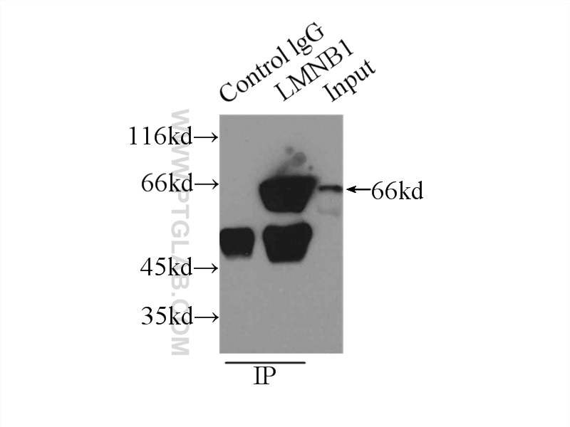 Immunoprecipitation (IP) experiment of HeLa cells using Lamin B1 Polyclonal antibody (12987-1-AP)
