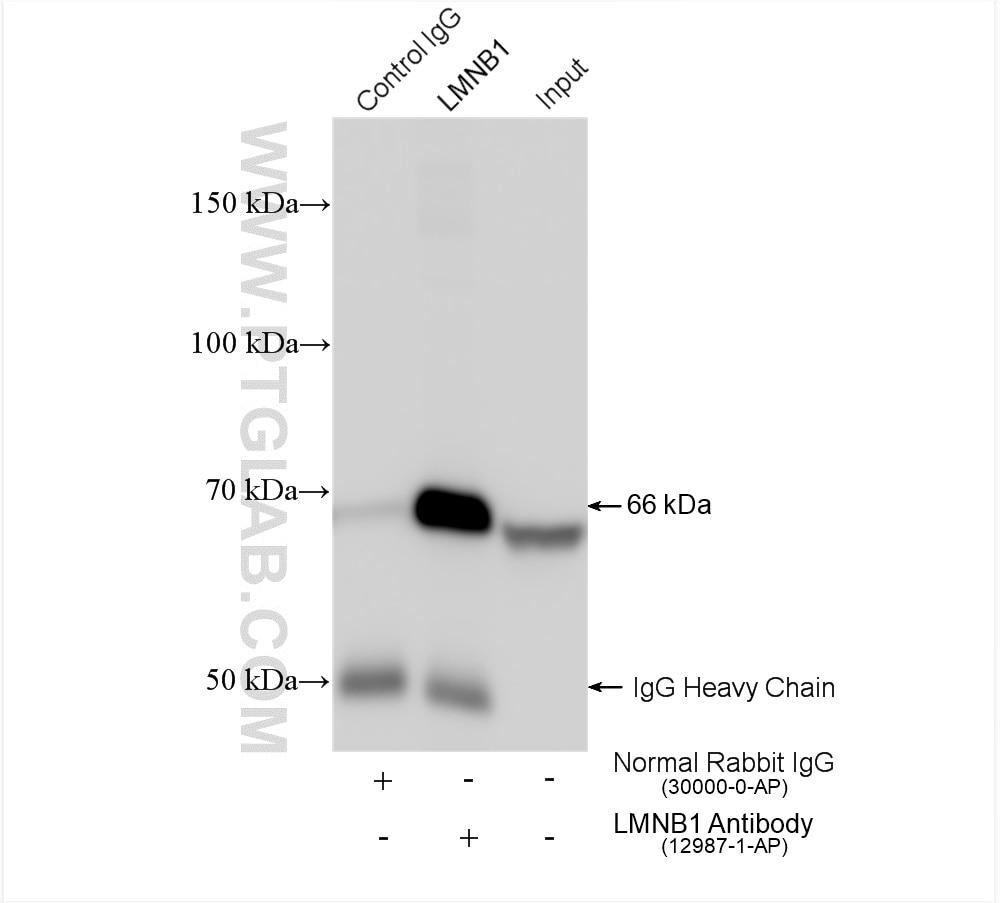 Immunoprecipitation (IP) experiment of HeLa cells using Lamin B1 Polyclonal antibody (12987-1-AP)