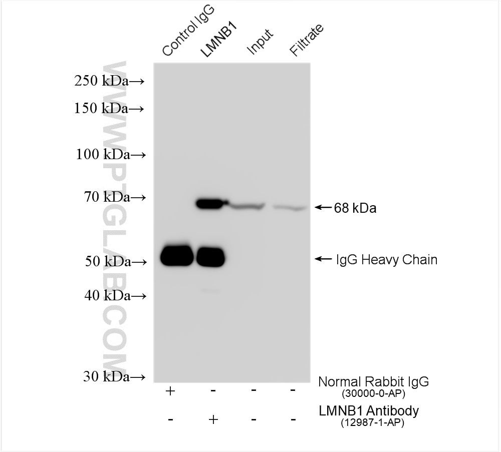 Immunoprecipitation (IP) experiment of HeLa cells using Lamin B1 Polyclonal antibody (12987-1-AP)