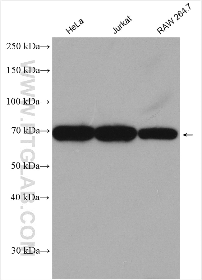 Western Blot (WB) analysis of various lysates using Lamin B1 Polyclonal antibody (12987-1-AP)