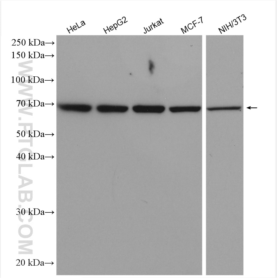 Western Blot (WB) analysis of various lysates using Lamin B1 Polyclonal antibody (12987-1-AP)