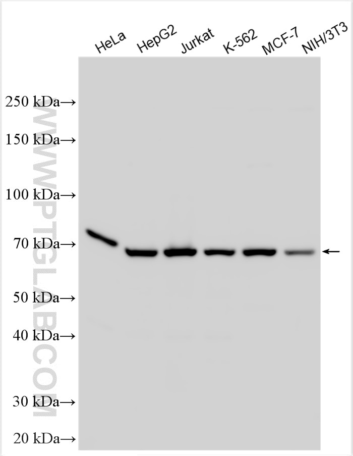 Western Blot (WB) analysis of various lysates using Lamin B1 Polyclonal antibody (12987-1-AP)