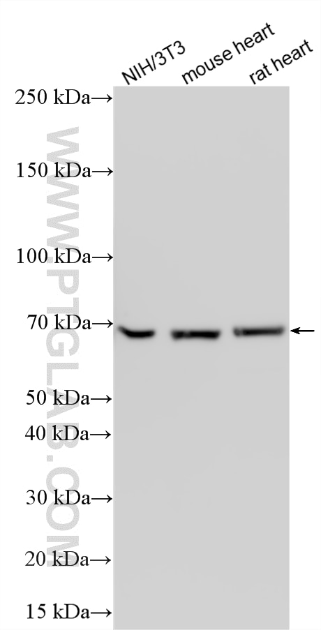 WB analysis using 12987-1-AP Western Blot (WB) analysis of various lysates using Lamin B1 Polyclonal antibody (12987-1-AP)