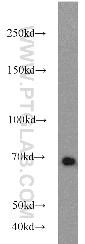 Western Blot (WB) analysis of U-937 cells using Lamin B1 Polyclonal antibody (12987-1-AP)