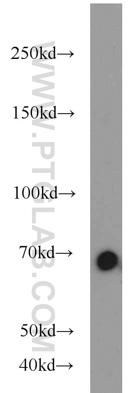 Western Blot (WB) analysis of mouse spleen tissue using Lamin B1 Polyclonal antibody (12987-1-AP)