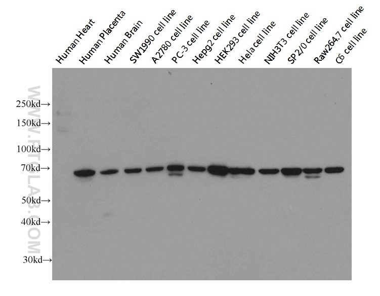 Western Blot (WB) analysis of multi-cells/tissue using Lamin B1 Monoclonal antibody (66095-1-Ig)