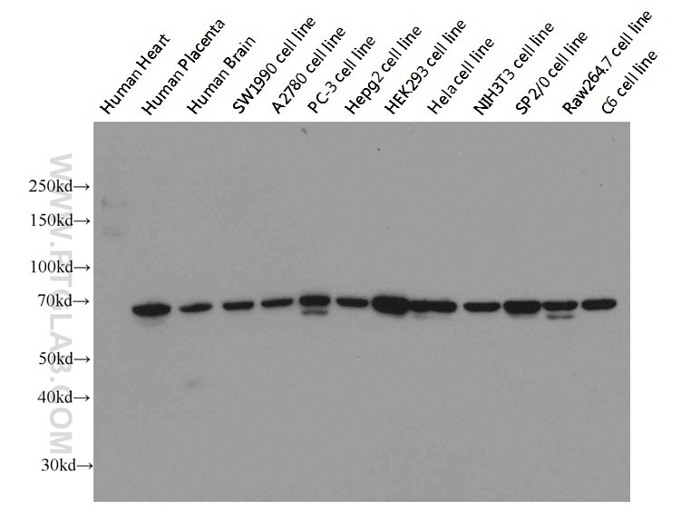 WB analysis of multi-cells/tissue using 66095-1-Ig