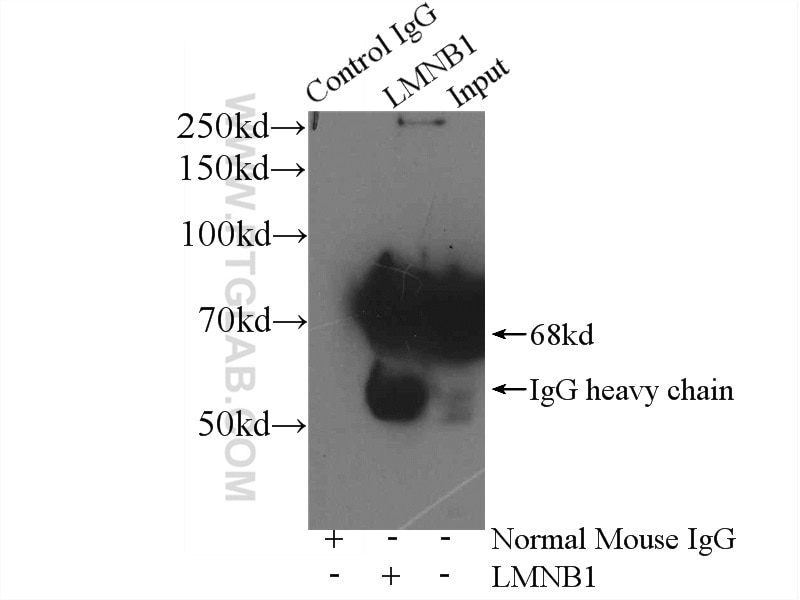 Immunoprecipitation (IP) experiment of HeLa cells using Lamin B1 Monoclonal antibody (66095-1-Ig)