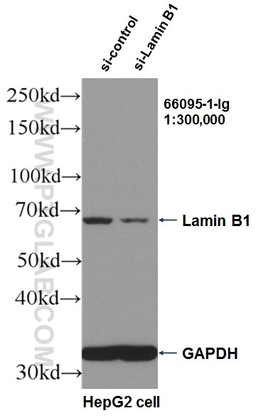 Western Blot (WB) analysis of HepG2 cells using Lamin B1 Monoclonal antibody (66095-1-Ig)