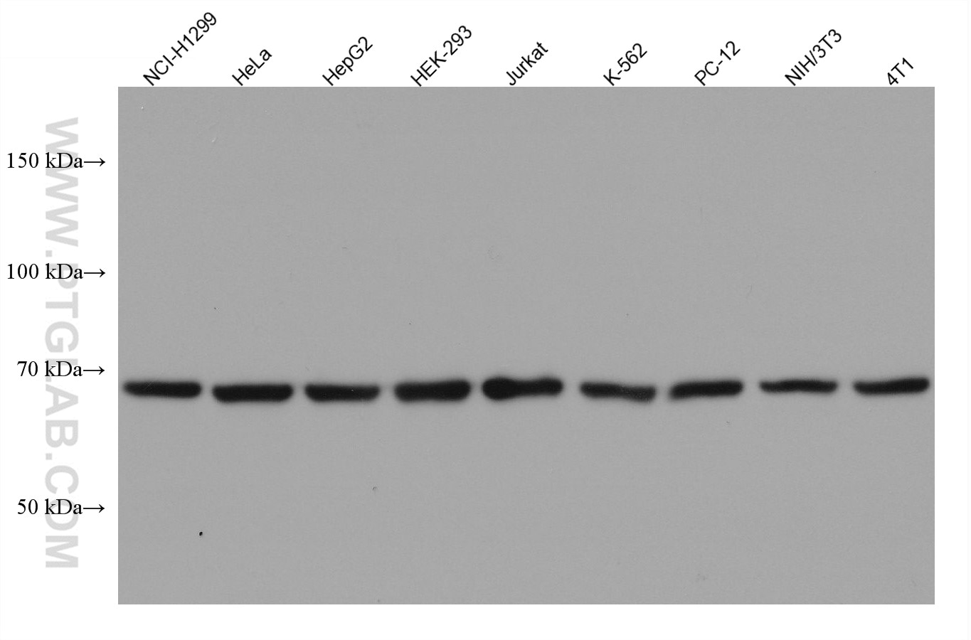 Western Blot (WB) analysis of various lysates using Lamin B1 Monoclonal antibody (66095-1-Ig)