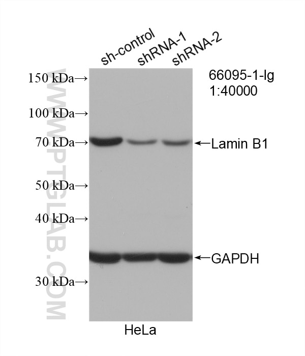 Western Blot (WB) analysis of HeLa cells using Lamin B1 Monoclonal antibody (66095-1-Ig)