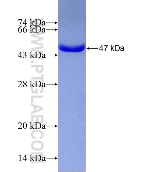 Lamin B1 fusion protein Ag20522 SDS-PAGE