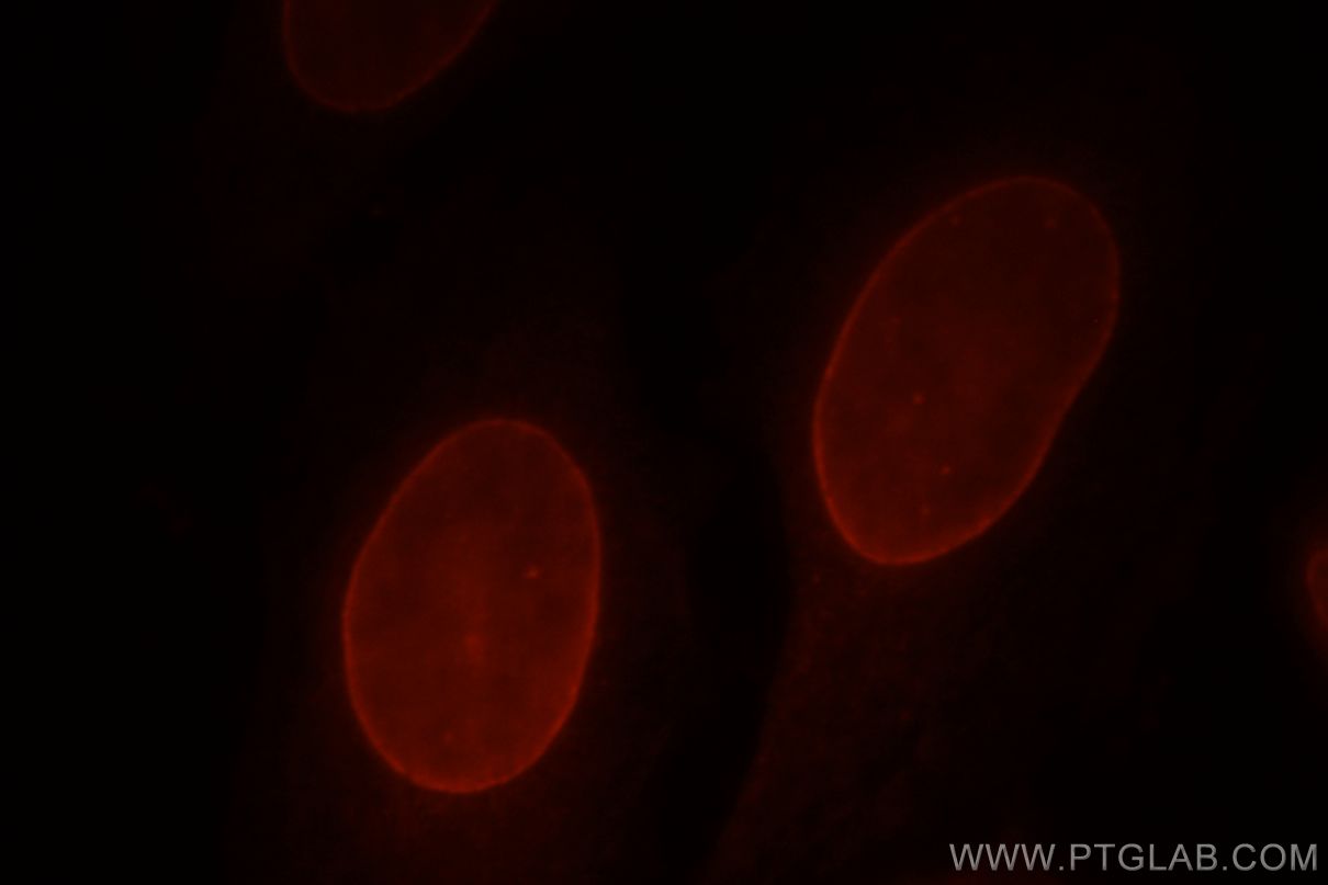 Immunofluorescence (IF) / fluorescent staining of HepG2 cells using Lamin B2 Polyclonal antibody (10895-1-AP)