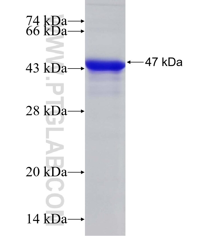 LMNB2 fusion protein Ag33296 SDS-PAGE